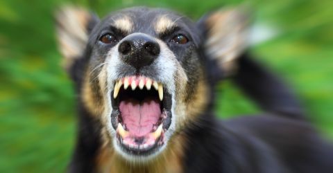Aggrohund Aggrohund