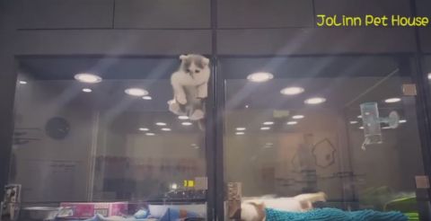 Ausbruch Der Katze Ausbruch Der Katze