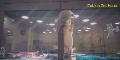 Ausbruch Kattze1 Ausbruch Kattze1