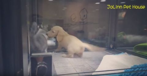 Ausbruchkatze3 Ausbruchkatze3