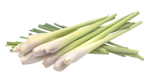 Citronella Zitronengras Citronella Zitronengras