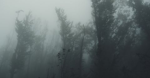 Dunklerwald Dunklerwald