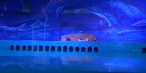 Gehege Eisbaer Animals Asia 480 Gehege Eisbaer Animals Asia 480