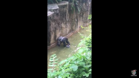Gorilla1 Gorilla1