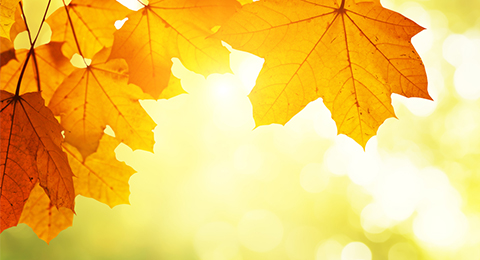 Herbst 480 Herbst 480