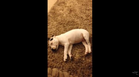 Hund 480x 2 Hund 480x 2