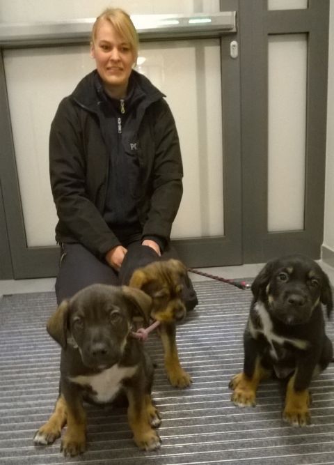 Hund 480x 4 Hund 480x 4