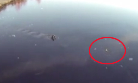 Hund Im Wasser Yt 480 Hund Im Wasser Yt 480
