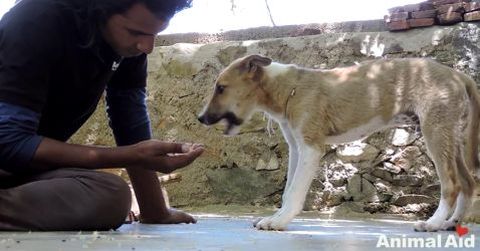 Hund India3 Hund India3