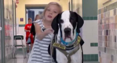 Hund Roby Dioseghi Yt 480 Hund Roby Dioseghi Yt 480