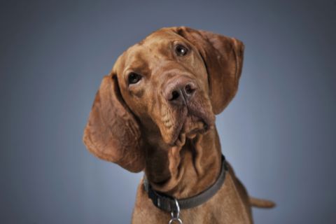 Hund Shutterstock 480x 3 Hund Shutterstock 480x 3