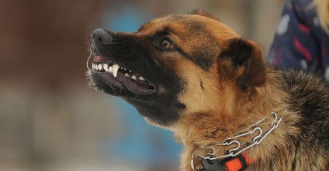 Hund Shutterstock 480x Hund Shutterstock 480x