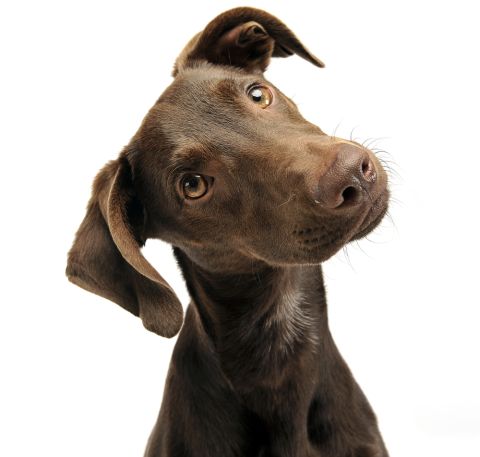 Hund Shutterstock 480y Hund Shutterstock 480y