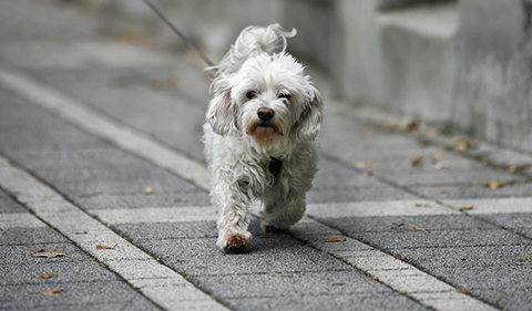 Hund St 480 Hund St 480