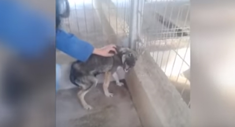 Hund Yt 480 Hund Yt 480
