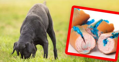 Hunde 1 Hunde 1