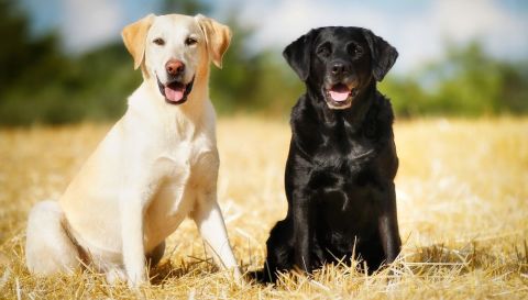 Hunde Shutterstock 480 Hunde Shutterstock 480