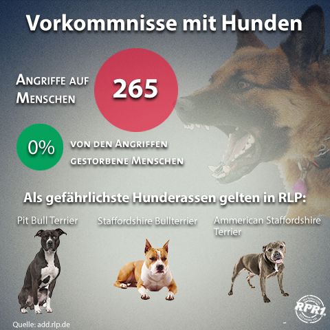 Hunde Hunde
