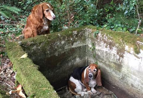 Hundefreunde02 480 Fb Hundefreunde02 480 Fb