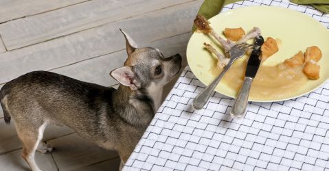 Hundefutter1 Hundefutter1