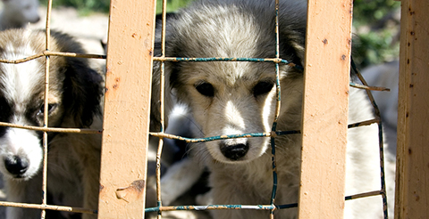Hundemafia St 480 Hundemafia St 480