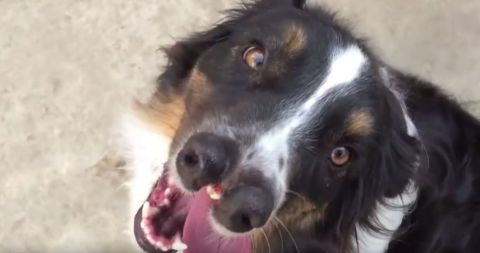 Hundmit2nasen Hundmit2nasen