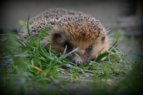 Igel Igel