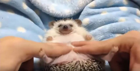 Igel2480 Igel2480