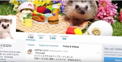Igeltwitter480 Igeltwitter480