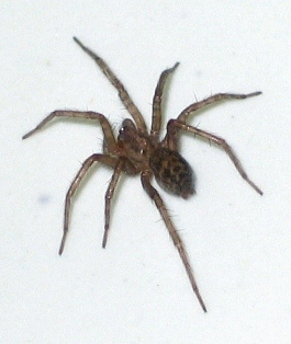 Katnik Domowy Tegenaria Domestica2 Katnik Domowy Tegenaria Domestica2