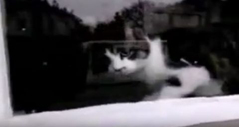 Katze 3 Katze 3