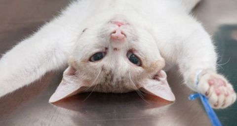 Katze 480x 2 Katze 480x 2