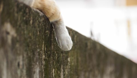 Katze Armbrust St 480 Katze Armbrust St 480
