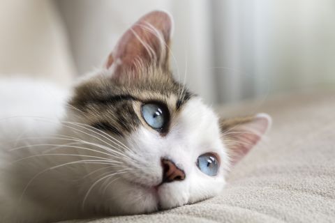 Katze Shutterstock 480x 2 Katze Shutterstock 480x 2