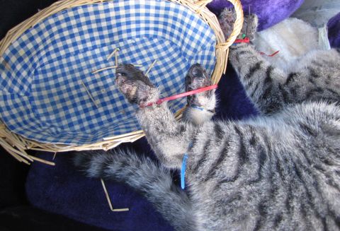 Katze2 Katze2