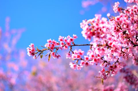 Kirschbluete Shutterstock 480x Kirschbluete Shutterstock 480x