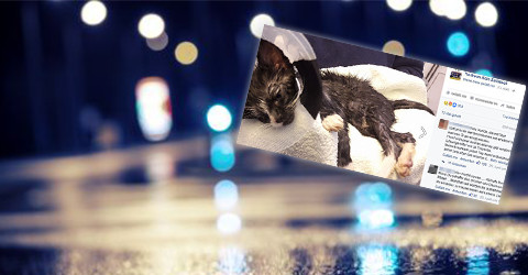 Klebekatze Klebekatze