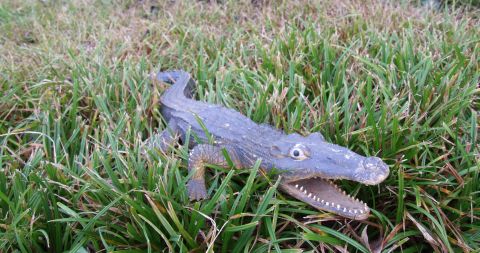 Krokodil 480 Wetteraus Friedberg Krokodil 480 Wetteraus Friedberg