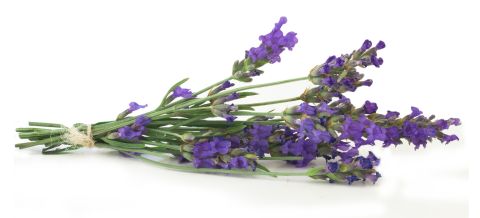 Lavendel Lavendel