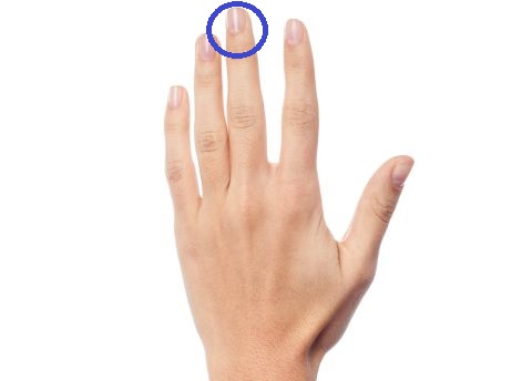 Mittelfinger 480 Mittelfinger 480