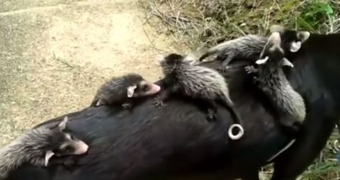 Opossum3 Opossum3