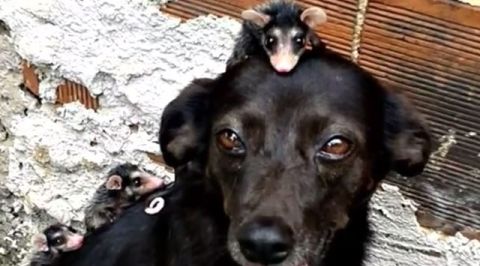 Opossum5 Opossum5