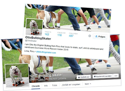Otto The Bulldog Skater Otto The Bulldog Skater