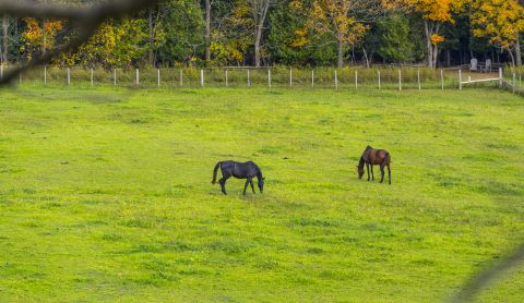 Pferd St 480 Pferd St 480