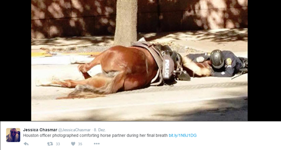 Pferd Twitter Pferd Twitter