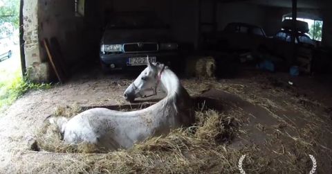 Pferd Pferd