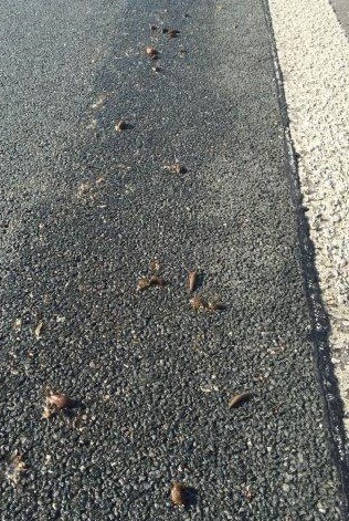 Pol Bi Nhschneckenwanderung Entlang Der Autobahn Pol Bi Nhschneckenwanderung Entlang Der Autobahn