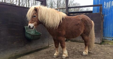 Ponycola Ponycola