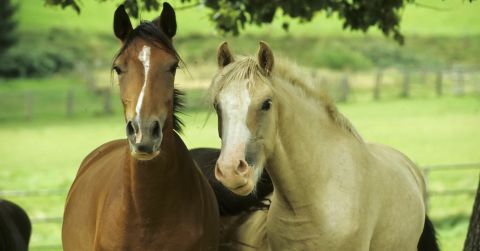 Ponys 1 Ponys 1