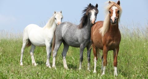 Ponys Ponys
